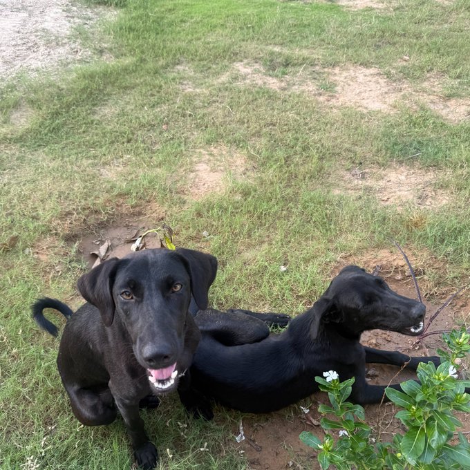 Two black dogs, one appearing to be a Labrador mix, rest on a grassy patch of dirt and greenery with small white flowers in the foreground.