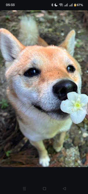 A smartphone screenshot showing a Shiba Inu dog holding a white flower in its mouth, with a time display of 05:33 and battery at 67%.