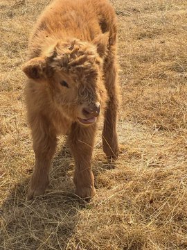 A close-up photograph of a young, light brown calf standing in a field of dry, yellow grass, looking directly at the camera.