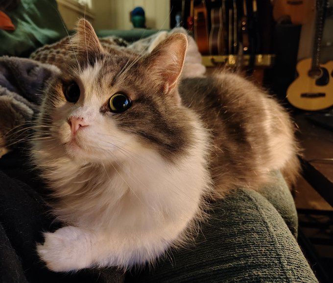 A fluffy calico cat with white, brown, and grey fur lounges on a green textured surface, with guitars visible in the background.