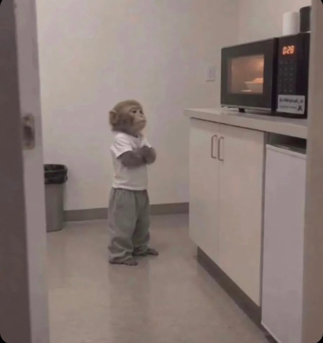 A small monkey wearing a white t-shirt and gray sweatpants stands on its hind legs in a kitchen, looking up at a microwave displaying 0:28.