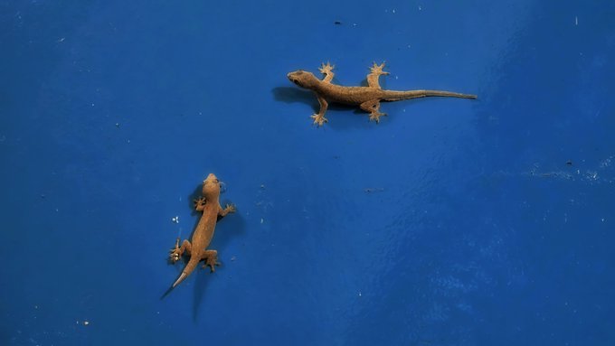 Two small brown geckos rest on a bright blue surface, with one positioned above and to the right of the other.