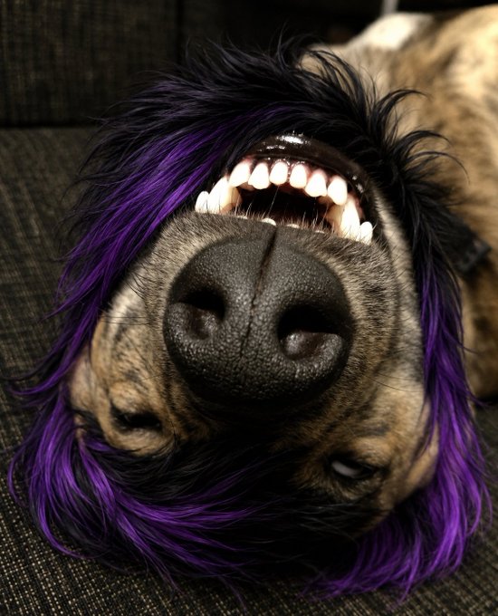 A close-up photograph shows a dog lying upside down on a couch wearing a purple wig, exposing its teeth in what appears to be a goofy smile.
