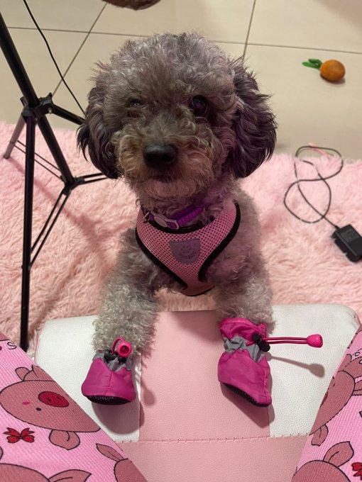 A small curly-haired dog wearing a pink harness and pink booties sits on a pink surface, looking directly at the camera.