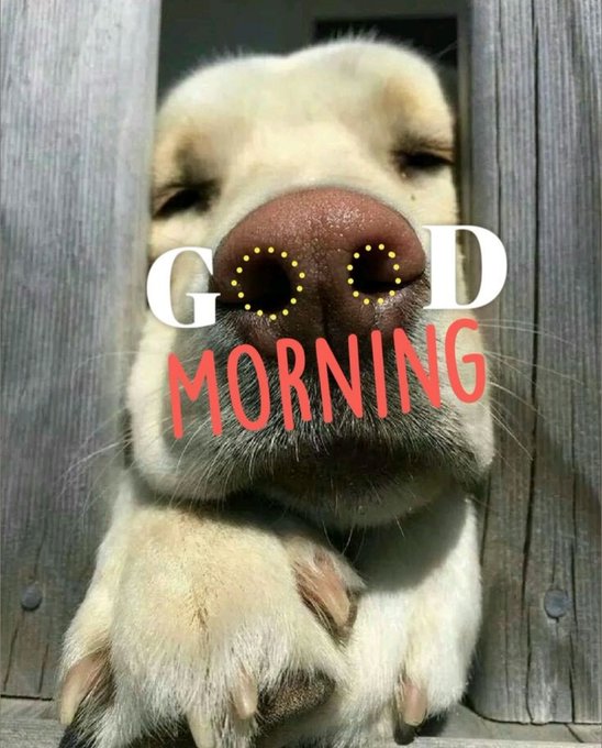 A close-up of a sleepy dog peeking between wooden slats with 'GOOD MORNING' text overlaid, with two small smiley faces on its nose.