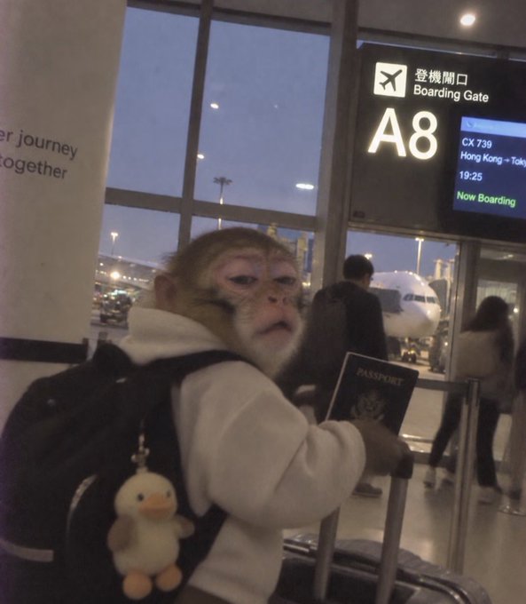A monkey wearing a white hoodie and carrying a backpack with a duck keychain holds a passport at airport Boarding Gate A8, with a Cathay Pacific flight CX 739 to Tokyo now boarding visible on the digital sign.