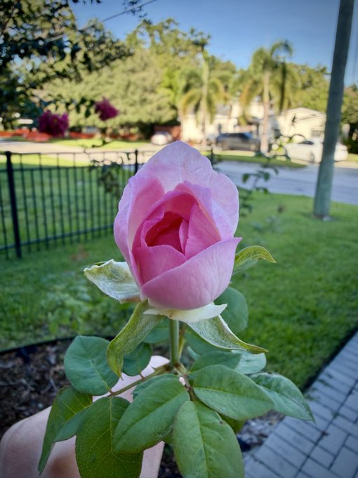 A close-up of a pink rose bud being held, with a residential street, fence, and houses in the background.