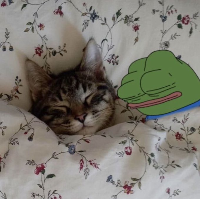 The image features a cat sleeping peacefully on top of a bed with a floral comforter, while a cartoon frog sits next to the cat's head. The caption reads "rest up king", which could be interpreted as a playful or humorous message related to the scene in the photo.