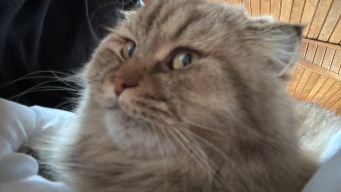 A close-up shot of a fluffy beige Scottish Fold cat with a curious expression, looking upward. The image complements the "Gm everyone" morning greeting by providing a cute, sleepy-faced feline companion to say good morning to followers.