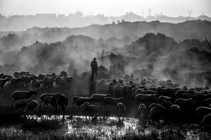 A black and white photograph of a shepherd standing among a large flock of sheep in a misty, hazy landscape.