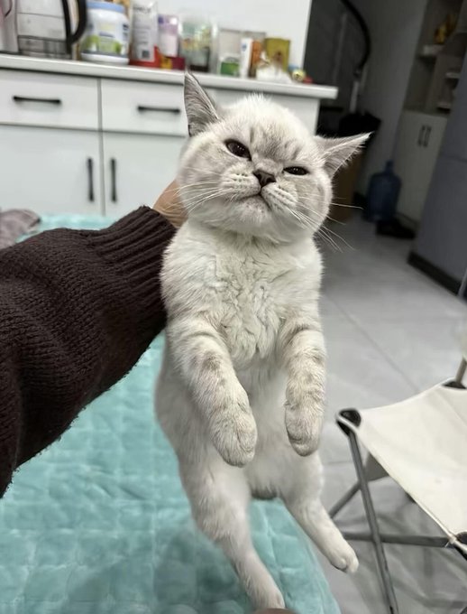 A person wearing a brown sweater is holding up a white cat by its front legs, capturing its relaxed expression against a kitchen background.