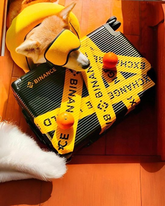 A Shiba Inu dog wearing yellow sunglasses and a yellow hoodie rests its head on a black suitcase branded with "BINANCE" logos and wrapped in yellow Binance tape, playfully referencing the crypto exchange's iconic yellow and black color scheme in a humorous "GM, OG's" morning greeting post.