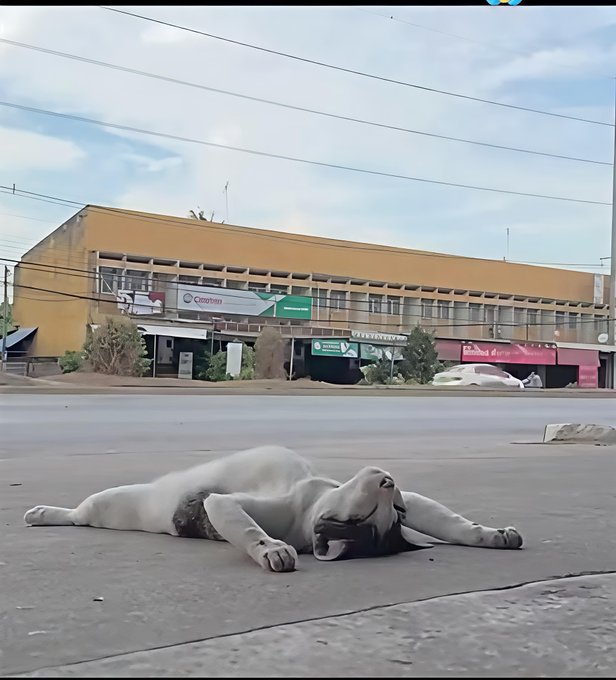 A white and brown dog lying on its back on a paved street in front of a yellow two-story commercial building with storefronts, appearing to roll or stretch in the open road.