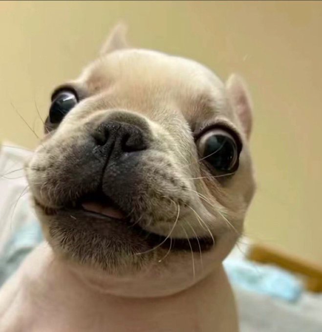 A close-up photograph of a light-colored French Bulldog with wide, glossy eyes looking directly at the camera.