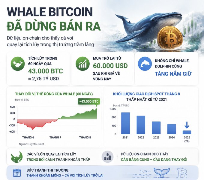 An infographic titled 'WHALE BITCOIN ĐÃ DỪNG BÁN RA' (Whale Bitcoin has stopped selling) showing on-chain data: 43,000 BTC accumulated in 60 days (~$2.75 billion USD), $60,000 buyback, and a chart showing spot trading volumes dropping to 8-year lows.