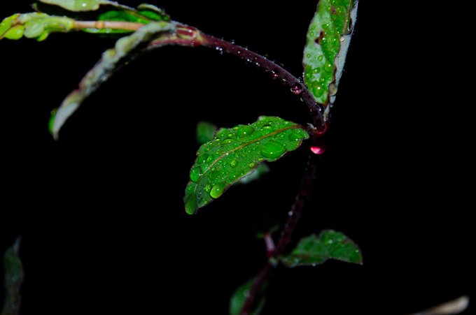 A close-up macro photograph of green leaves covered in water droplets on a dark branch against a black background.