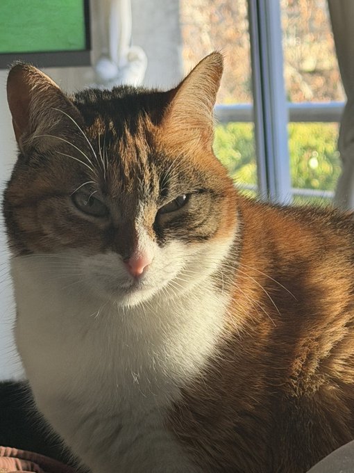 A close-up photograph of a tabby and white cat basking in sunlight near a window, with greenery visible outside.