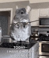 The image features a gray chinchilla standing on top of a kitchen counter, holding a stick with its paws. The text "Today I have chosen violence!" is written below the chinchilla's feet. This message seems to be related to the post about running another straight marathon or doing some other physical challenge.