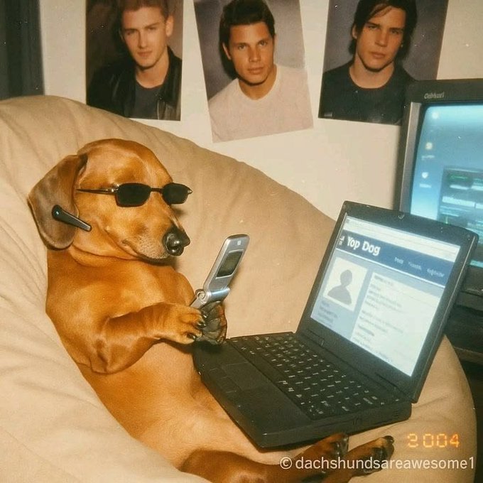 A dachshund wearing sunglasses sits on a beige beanbag chair, holding a flip phone while a small laptop displaying a 'Top Dog' profile rests nearby, with posters of men on the wall behind.