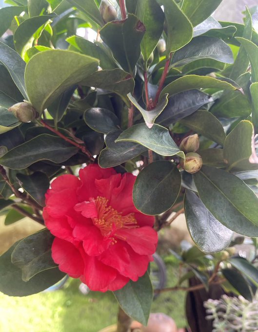 A vibrant red camellia flower in full bloom surrounded by glossy green leaves and unopened buds on a shrub.