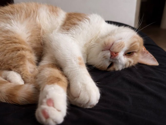 An orange and white cat lies on its side on a black fabric surface, sleeping with its eyes closed and paws stretched out.