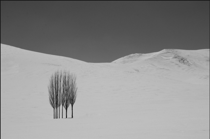 A stark, minimalist black-and-white image shows a small cluster of bare, slender trees standing alone against a vast expanse of snow-covered hills beneath a dark sky, evoking the title's "Seven Trees" as a meditation on isolation and quiet beauty. The high contrast and desolate landscape enhance the artwork's contemplative, almost melancholic mood.