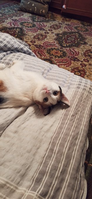A white cat with striking eyes lies playfully on its back on a striped bed, with an ornate patterned rug visible in the background, perfectly embodying the relaxed charm of #CatsofTezos.
