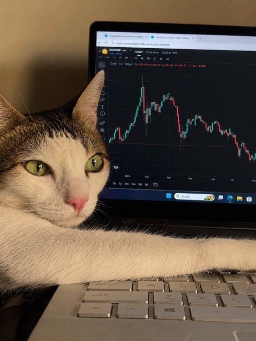 A tabby cat rests its paw on a laptop keyboard, with the screen displaying a cryptocurrency price chart on the 'MEXC' exchange platform showing significant volatility.