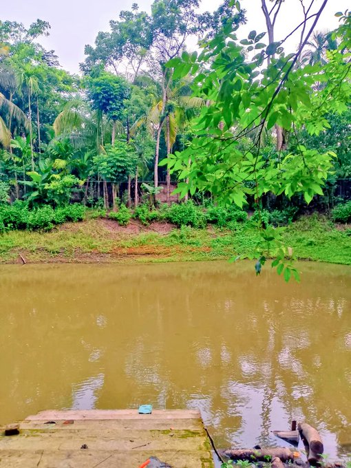 The image depicts a serene outdoor scene with a tranquil brown body of water surrounded by an abundance of trees. A person can be seen standing near the edge of the lake, likely enjoying the natural beauty of their surroundings or perhaps taking photographs. The presence of a boat and fishing rod further adds to the calmness of the setting, suggesting that this location might be used for recreational activities such as fishing or boating during periods of rain when other outdoor pursuits might be less appealing.