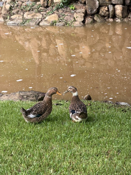 Two brown ducks standing on green grass near a muddy pond with a stone wall in the background, appearing to face each other.