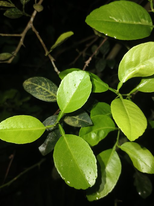 A photograph of glossy green leaves glistening with water droplets against a dark night background, beautifully capturing the "good night" sentiment. The fresh, dewy foliage evokes a sense of renewal and quiet preparation, fittingly symbolizing the promise of another day of building and innovation ahead with Nucleus Codes, CNPY Network, and EthraShip.