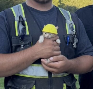 A man wearing a high-visibility safety vest is holding a small orange and white kitten wearing a yellow hard hat.