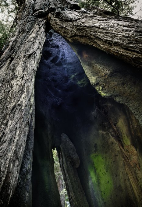 A nature photograph looking up into the hollow interior of an ancient, large tree with dark, weathered bark and green moss growing on the inner walls.