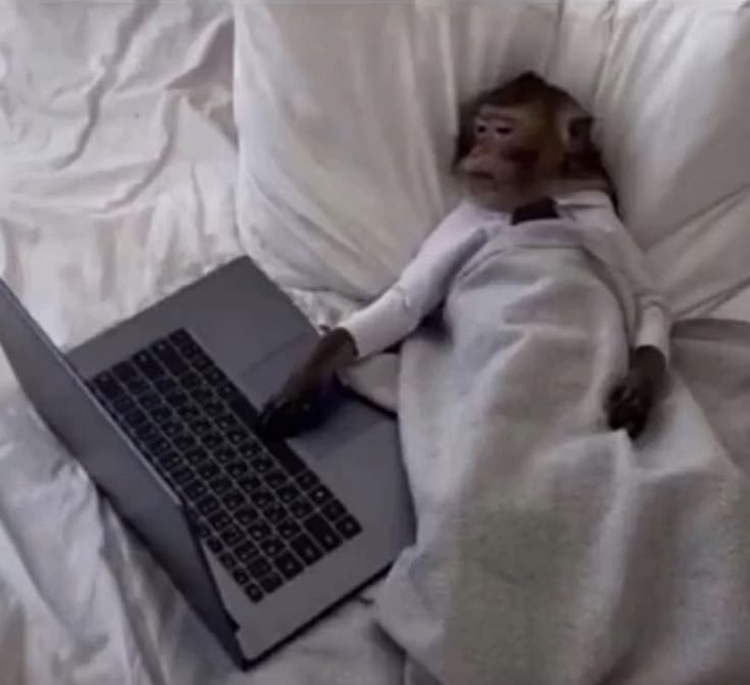 A small monkey wearing a white shirt lying in a bed with white sheets, with one hand resting on the trackpad of an open silver laptop.