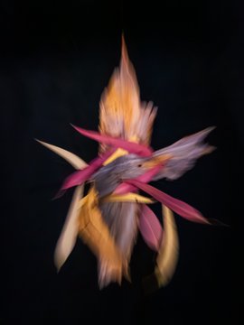 An abstract, colorful digital artwork featuring pink, orange, and yellow streaks resembling a stylized bird or flower against a dark background.
