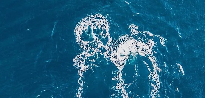 An aerial view of white sea foam swirling in the deep blue water, forming the distinct shape of an octopus.
