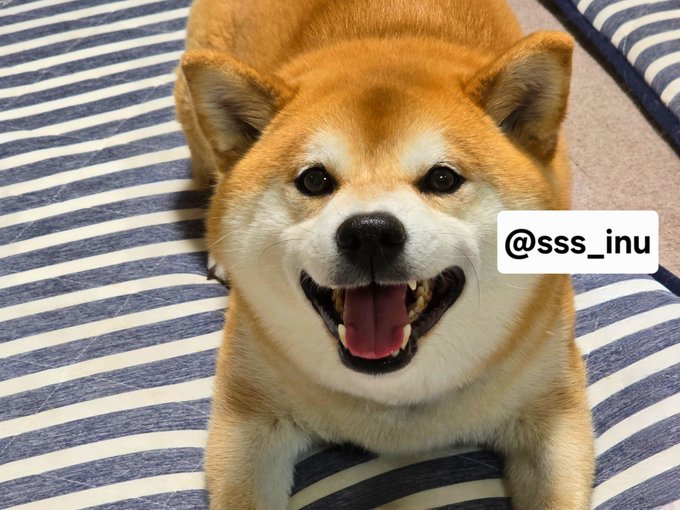 A smiling Shiba Inu with the handle @sss_inu lies happily on a striped blue and white bed, seemingly waiting eagerly for its owner to "throw the ball."