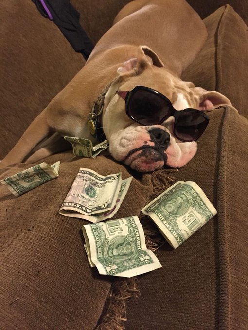 A brown and white pitbull wearing black sunglasses lies on a couch surrounded by scattered US dollar bills.