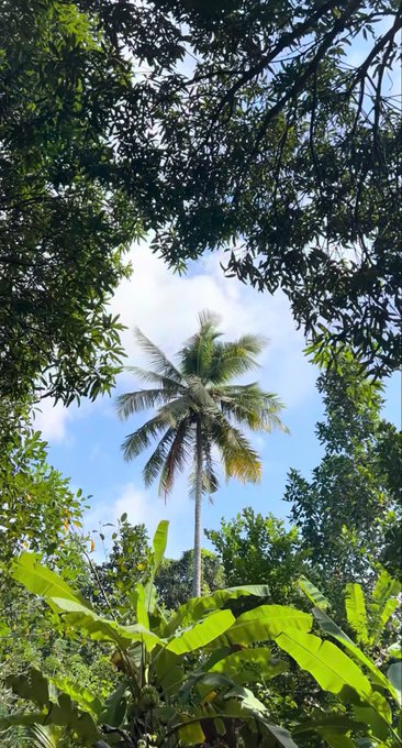 A view looking up at a tall coconut palm tree silhouetted against a partly cloudy sky, framed by lush green foliage including banana plants and tree branches.