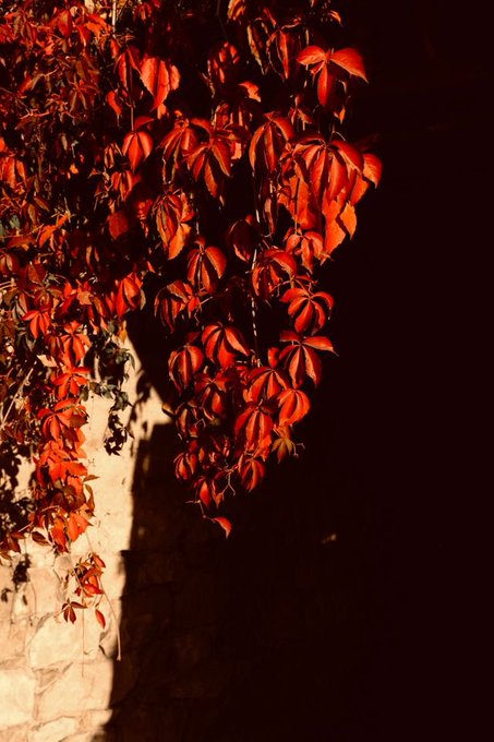 A close-up photograph of bright red autumn leaves on a vine climbing up a light-colored stone wall, illuminated by warm sunlight against a dark shadowed background.