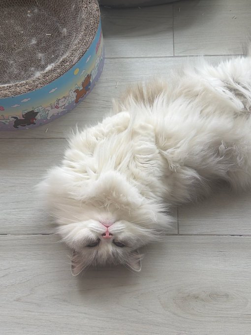A fluffy white cat lies upside down on a light wood floor next to a cardboard cat scratcher decorated with cartoon animals, looking adorably disheveled.