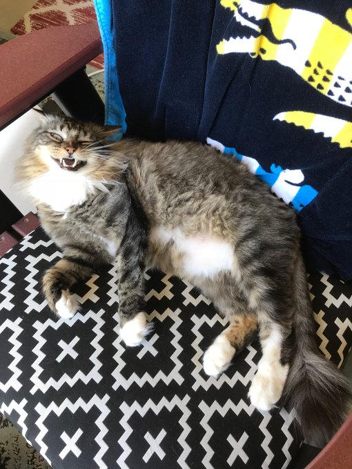 A fluffy tabby cat lies on its back on a chair with a black and white geometric patterned cushion, mouth open as if meowing, next to a dark blanket with colorful designs.