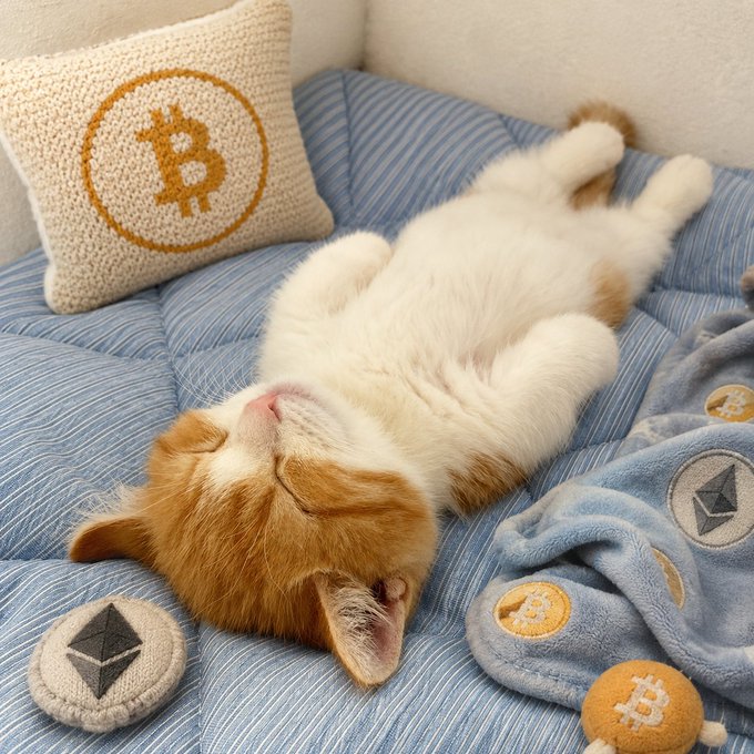 The image features a cat lying down on its back, with its head resting on a pillow that has an "BTC" logo on it. The cat appears to be sleeping or taking a nap. There are also two small toys placed next to the cat in the bottom right corner of the photo.