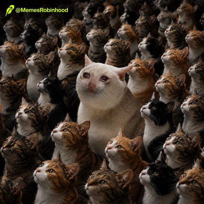 A cream-colored cat stands out distinctly among a large crowd of tabby cats, with the handle "@MemesRobinhood" visible in the top left. The image parallels the "$CASHCAT just different" caption by visually emphasizing how one standout stands apart from the pack, much like a unique token differentiates itself in the market.