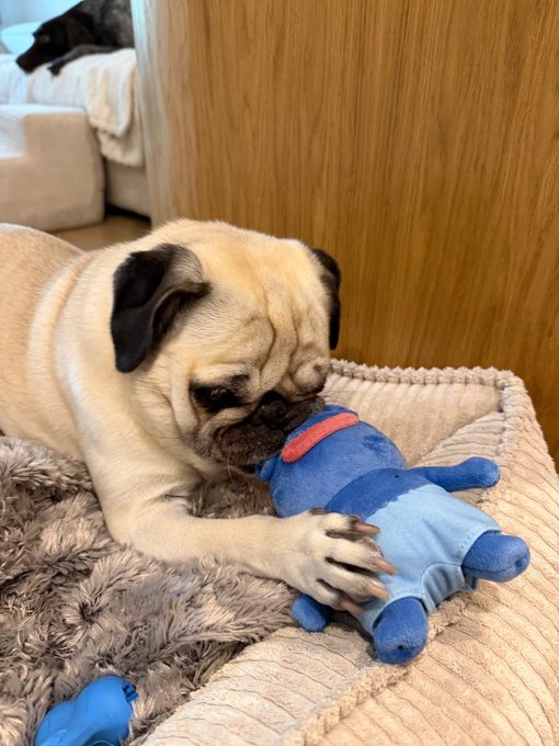 A pug dog cuddles with a small blue stuffed toy while lying on a textured blanket on the floor, with a wooden surface and a sofa visible in the background.
