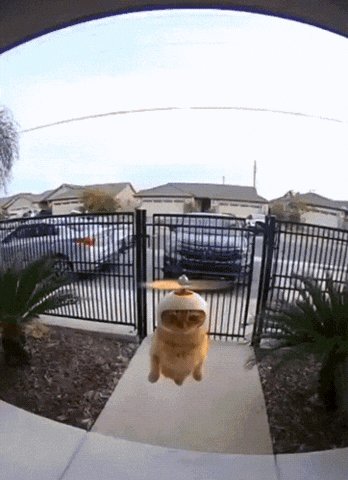 The image features an orange cat wearing a hat, flying through the air with its arms outstretched as if it's trying to fly or just enjoying the moment. The scene takes place outside of a house, where there are several cars parked nearby. A gate is also visible in the background.