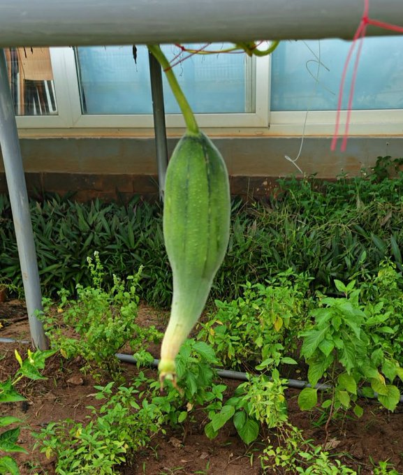 A green, elongated loofah gourd hanging from a plant trellis in a garden with green foliage and a building in the background.