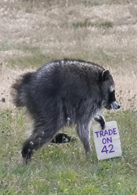 A raccoon walks across a grassy field holding a handwritten sign reading "TRADE ON 42." The image plays on the post's call to "Trade $jimothy on 42," humorously suggesting a literal furry trader is endorsing the $jimothy token on the 42.space platform.