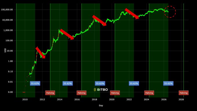 A logarithmic Bitcoin price chart spanning 2010-2028 displays BTC's historical price trajectory alongside Bitcoin halving events marked at 2012, 2016, 2020, and 2024, with red arrows highlighting post-halving corrections and the "BITBO" watermark noting a consistent 55.62% metric—visualizing how $BTC has entered its established post-halving correction zone before its next major expansion phase.
