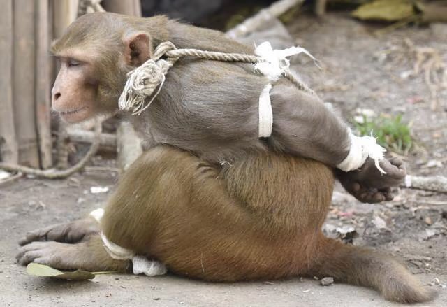 A monkey, tied up with rope and bandages, appears dejected and bound, sarcastically reflecting the dashed hopes of a "Ritual airdrop" for generational wealth.